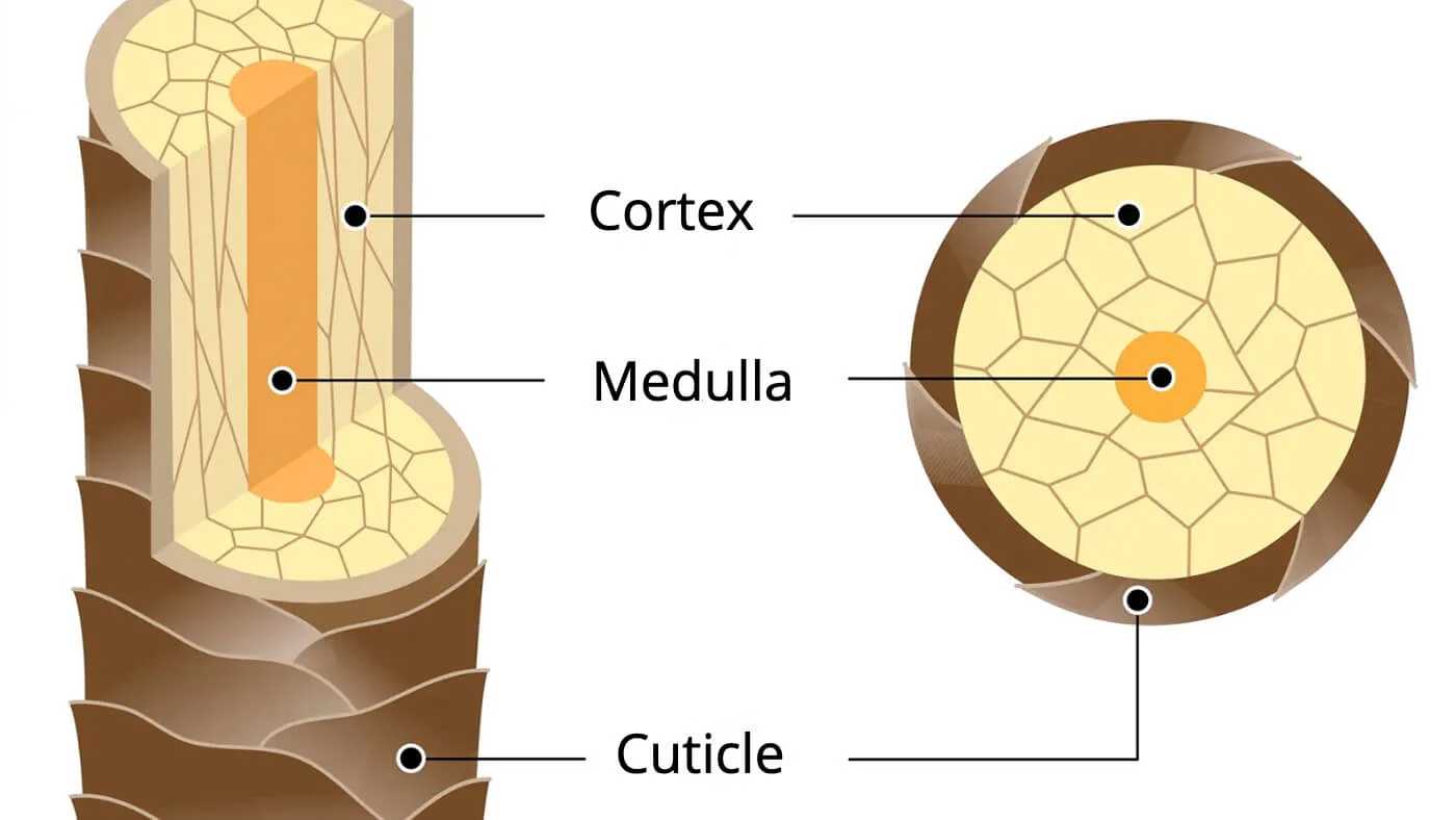 Hair Strand Structure