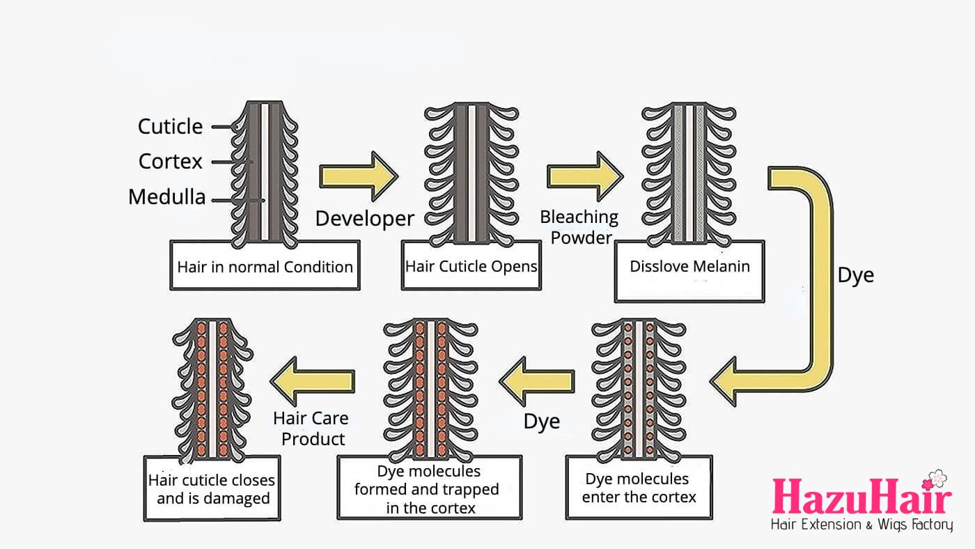 The Principle of Hair Bleaching Dyeing